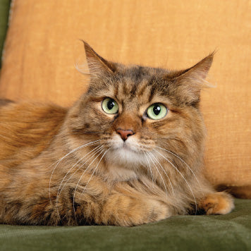 brown cat sitting on a green coach 