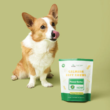 Brown and white dog sitting next to a bag of VetCS calming soft chews