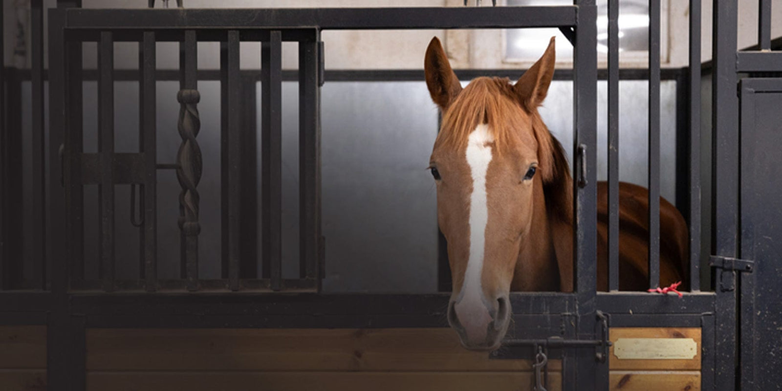 Horse peeking out from behind a stable door
