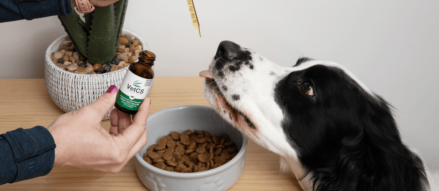 Is the Advanced Joint Formula Right for My Dog?