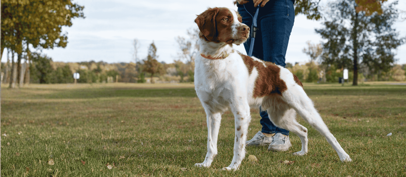 Why the Advanced Joint Formula For Dogs