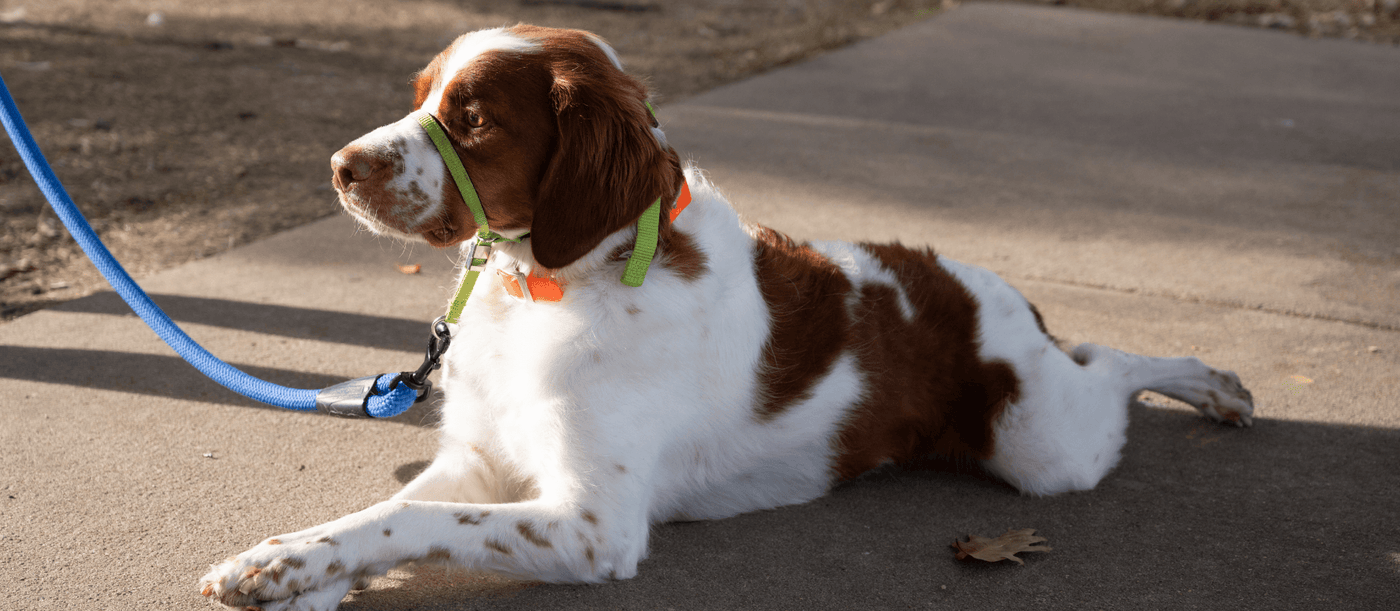 Is the Advanced Calming Formula Right for Your Dog? 