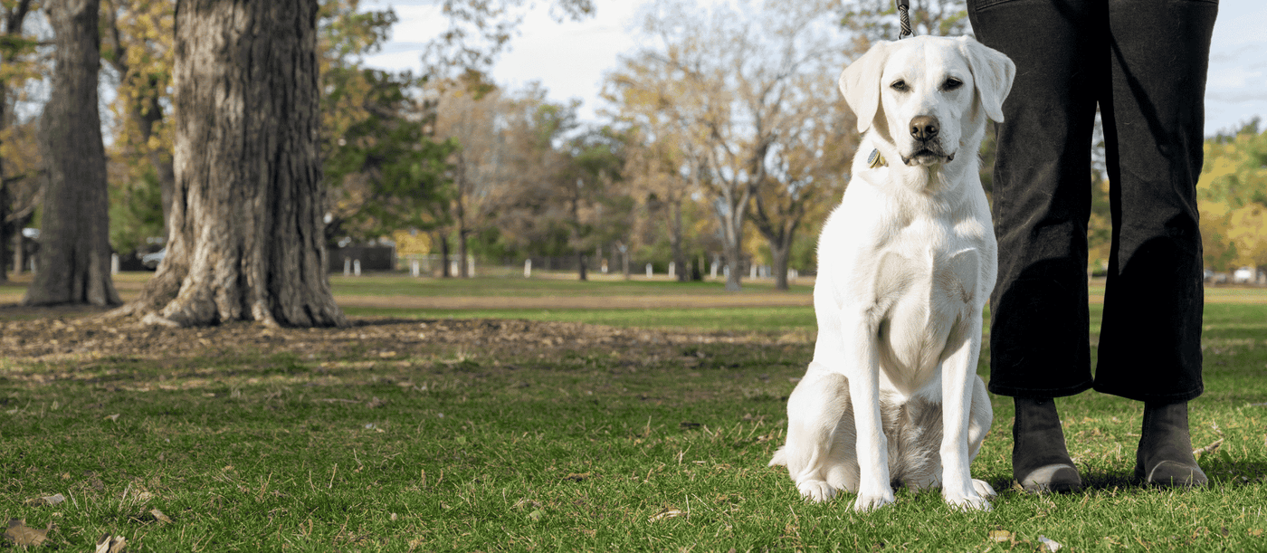 Why the Advanced Calming Formula For Dogs