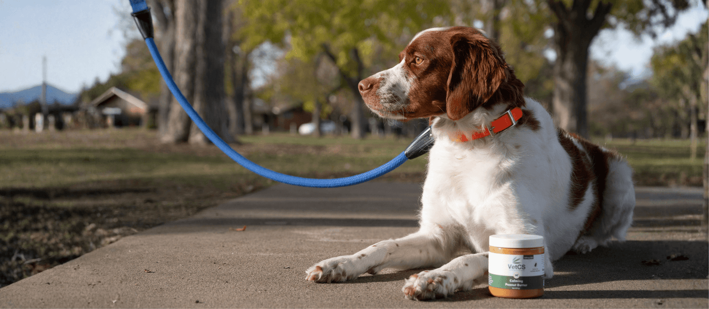 Is the Calming Peanut Butter Right for Your Dog? 