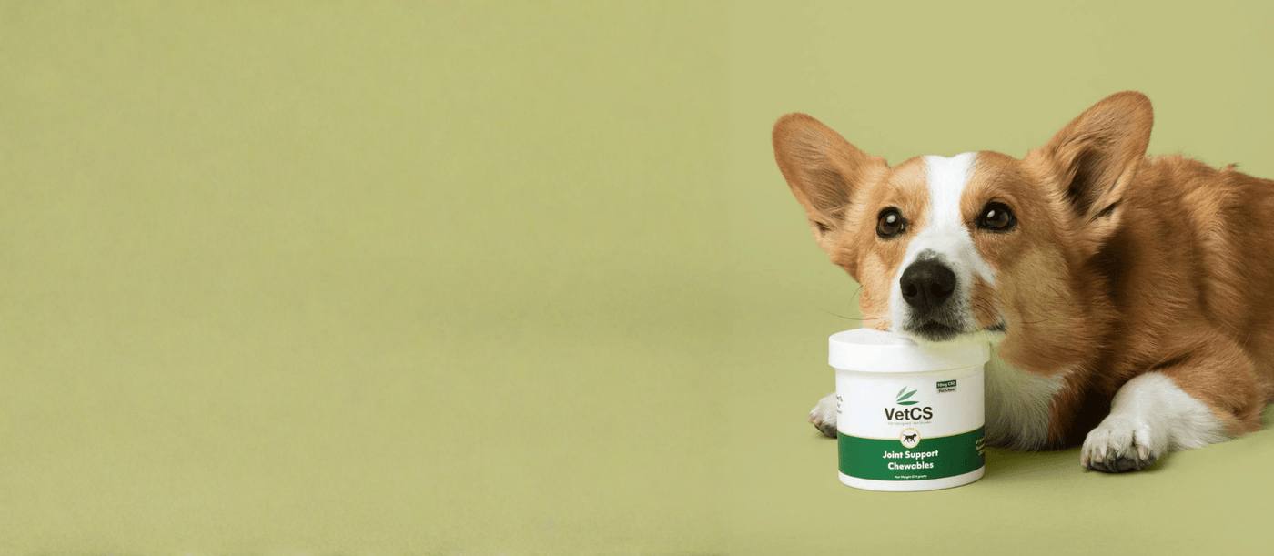 Are the Joint Chewables Right for Your Dog?