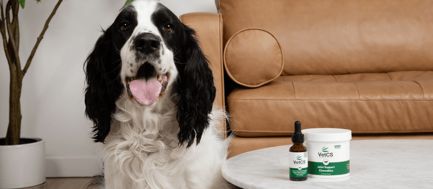 Why the Joint Chewables for Dogs