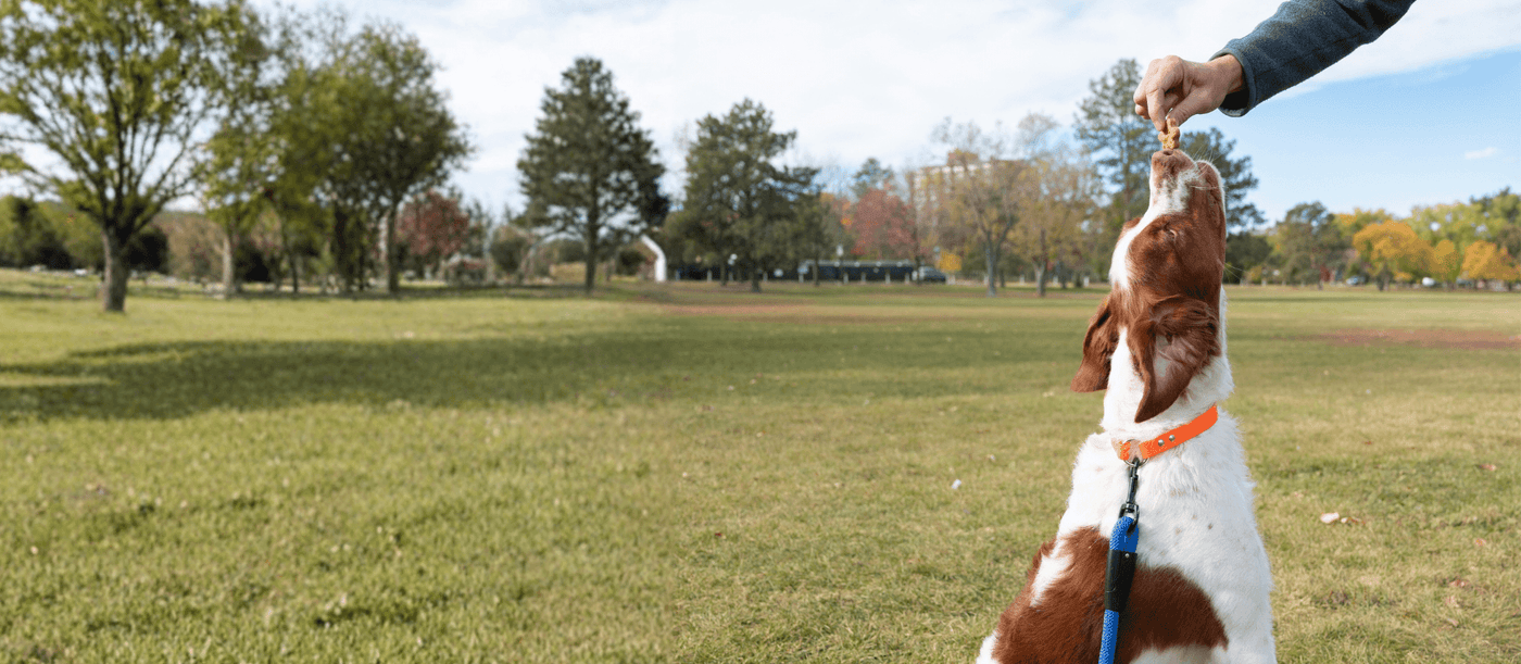 Are the Peanut Butter Wellness Treats Right for Your Dog?