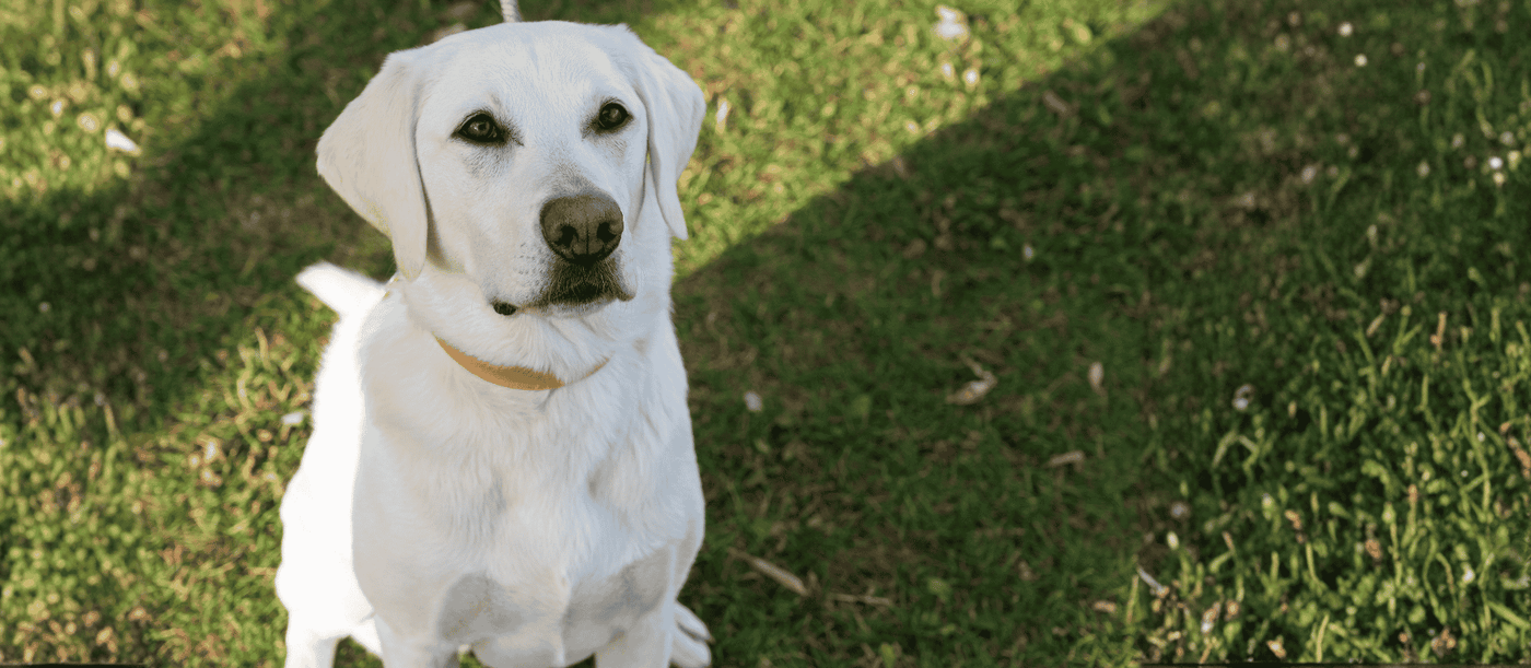 Why the Peanut Butter Wellness Treats for Dogs
