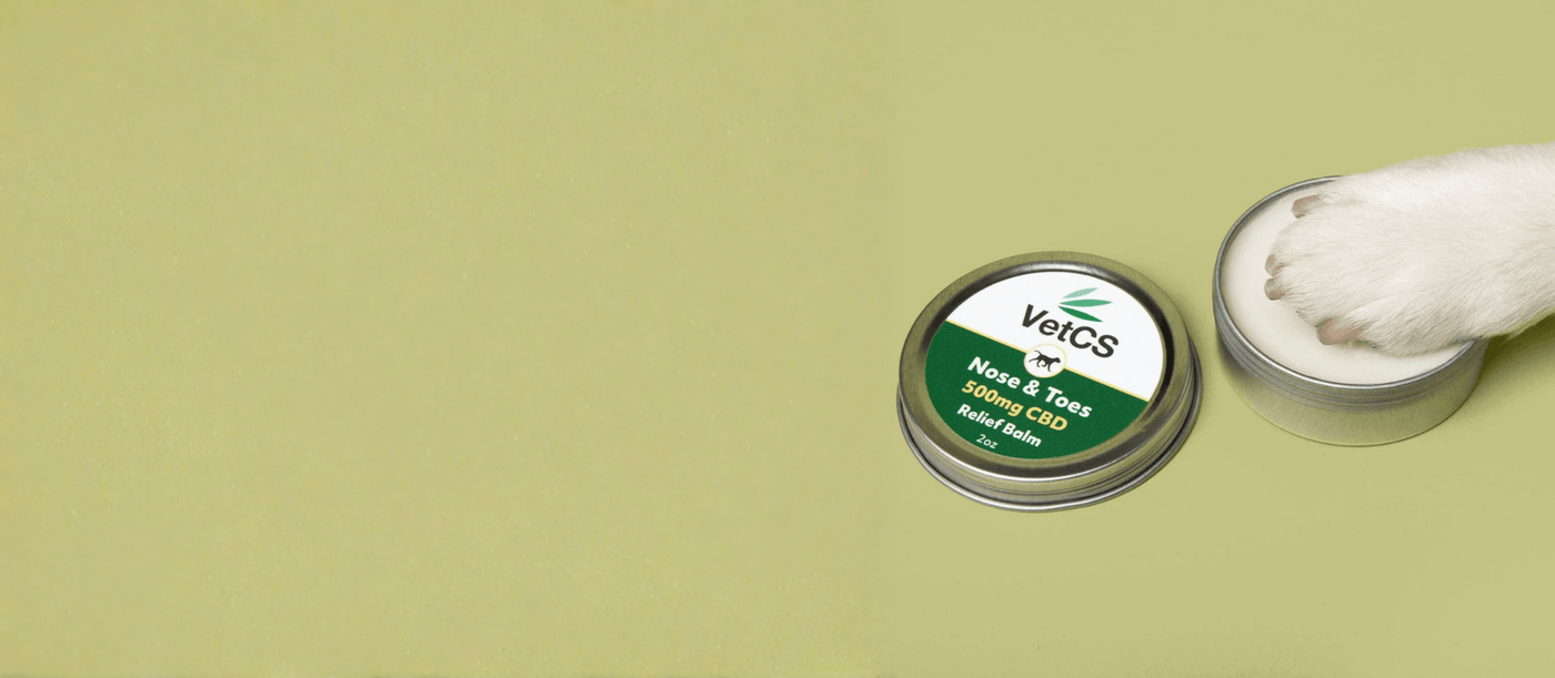 Is the Nose & Toes Balm Right for Your Dog?