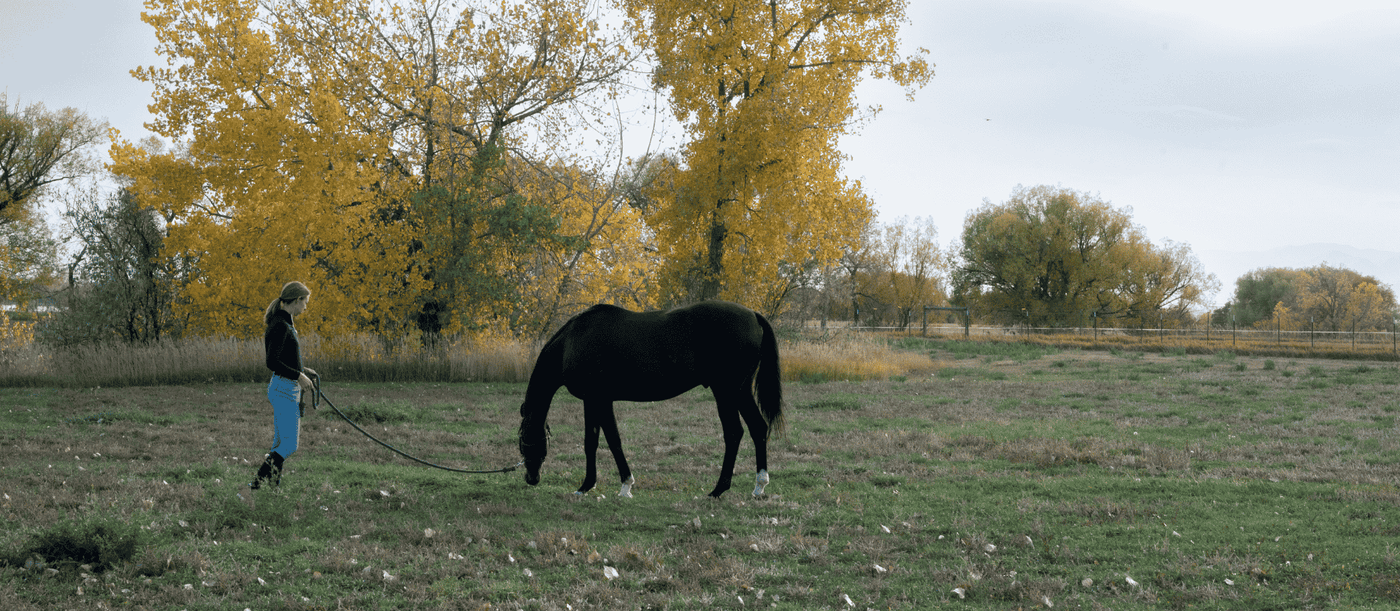 Is the CBD Paste Right for Your Horse?