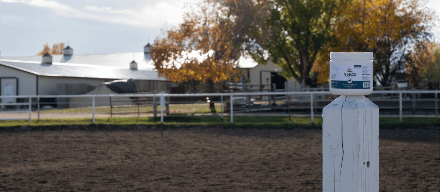 Why the VetCS Hemp Extract Powder for Horses