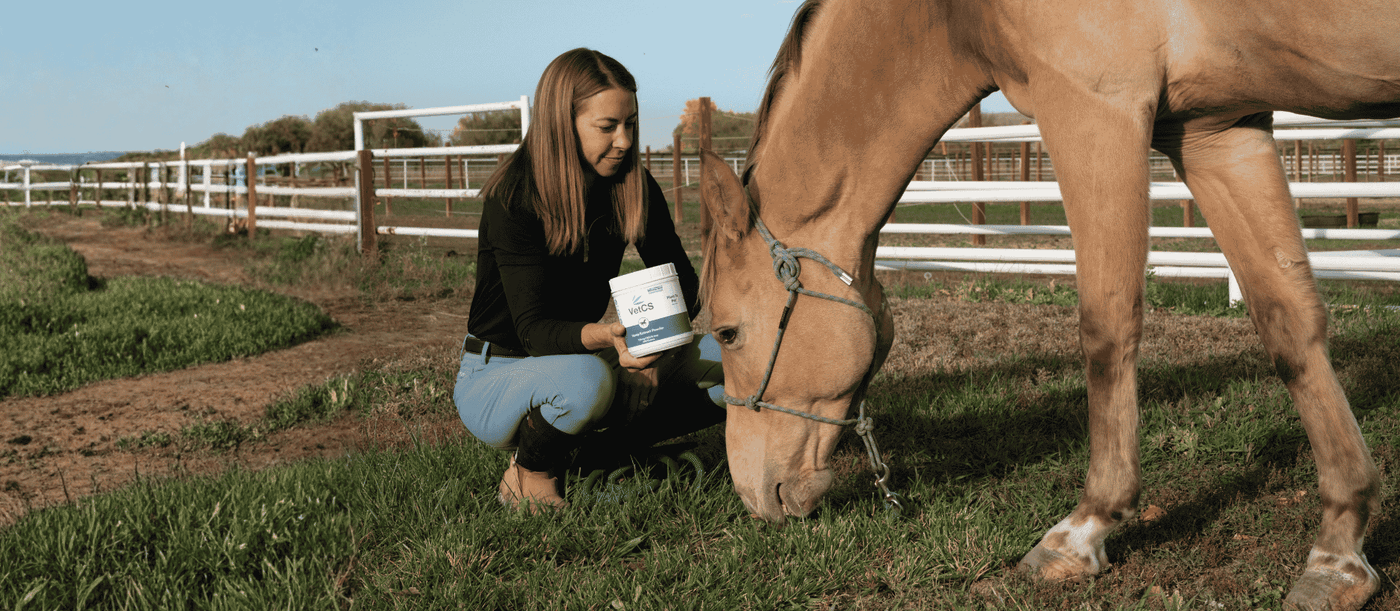 Is the Hemp Extract Powder Right for Your Horse?