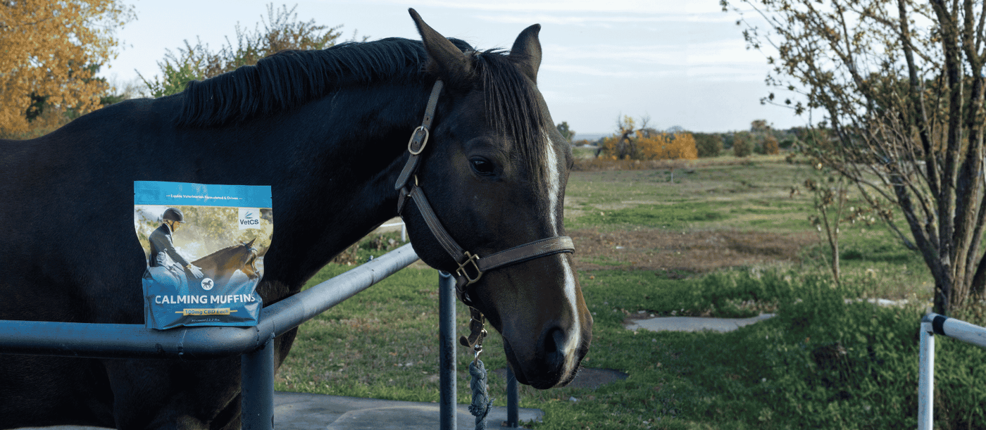 Are the Calming Muffins Right for Your Horse?