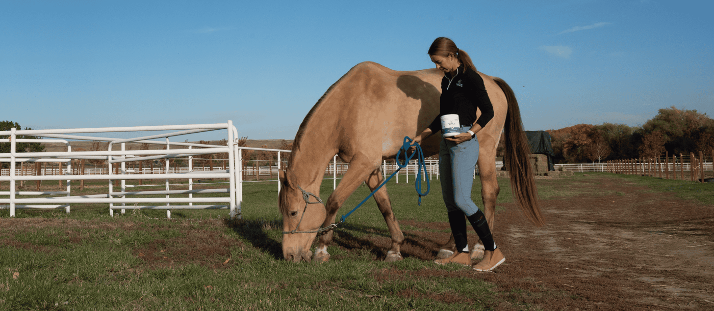 Why the CBD Combo Pack For Horses