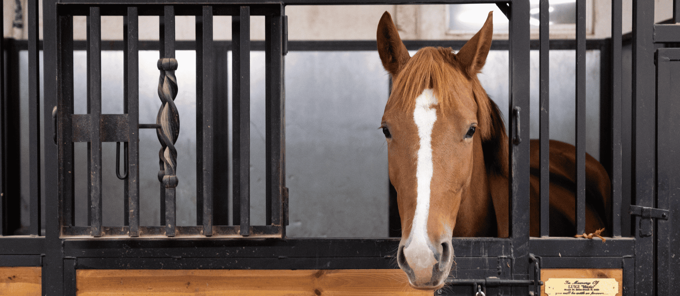 Is the CBD Combo Pack Right for Your Horse?