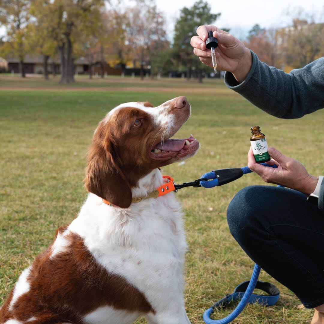 Dog being given VetCS CBD oil using dropper for calm and wellness support
