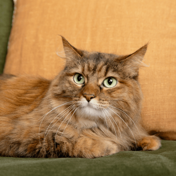 Cat Senior Care