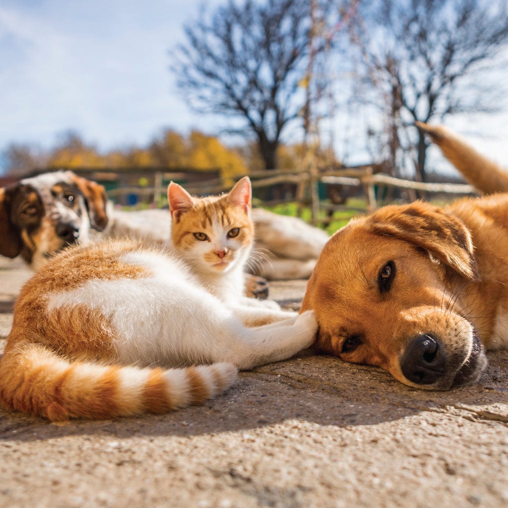Complete Guide To CBD For Pets And Horses 