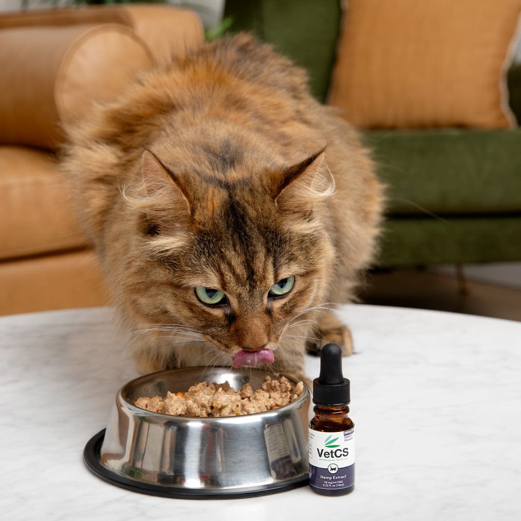 VetCS CBD for cats – a fluffy brown tabby cat eating from a stainless steel bowl with a bottle of VetCS Hemp Extract for cats on a marble table.