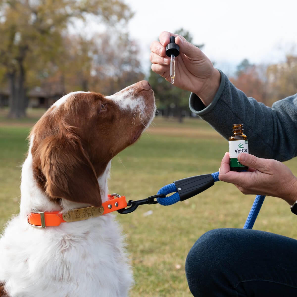 Dog being given a dropper of VetCS CBD  by a person outdoors