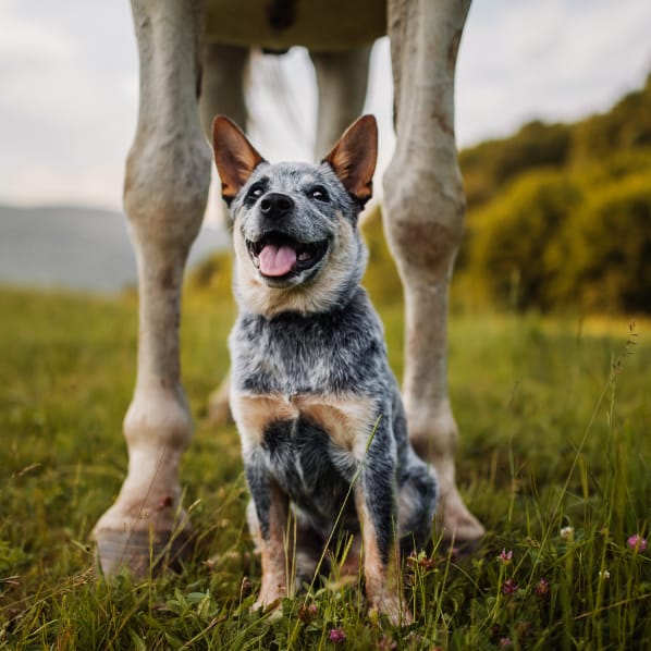 Dog sitting in a grassy field with a horse's legs in the foreground