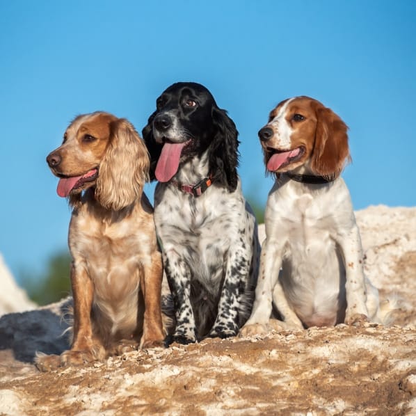 Three dogs sitting together on a rocky surface with a clear blue sky.