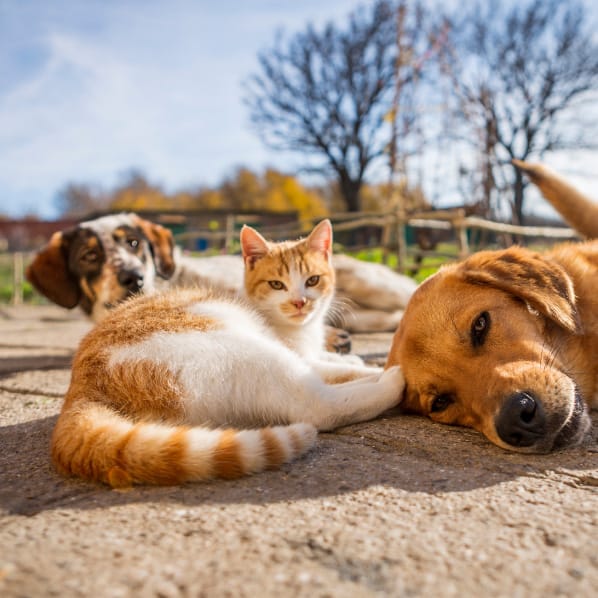 Cat lying between two dogs on a sunny day outdoors