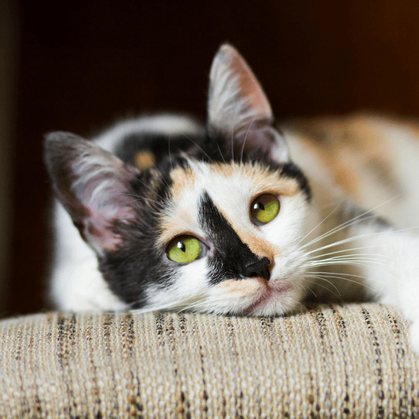 Cat with green eyes laying down