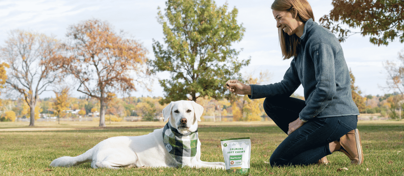 Dr. Chelsea Luedke giving yellow lab a VetCS calming soft chew with trees in the background. 