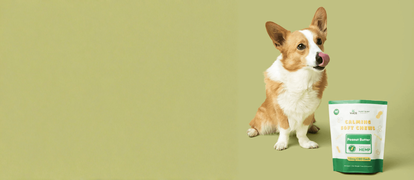 Corgi sitting next to VetCS Calming Soft Chews with light green background.