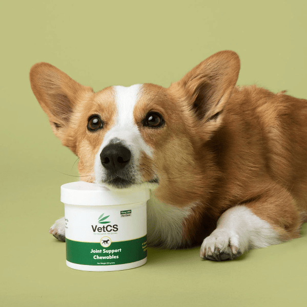 Dog resting head on Joint Support Chewables