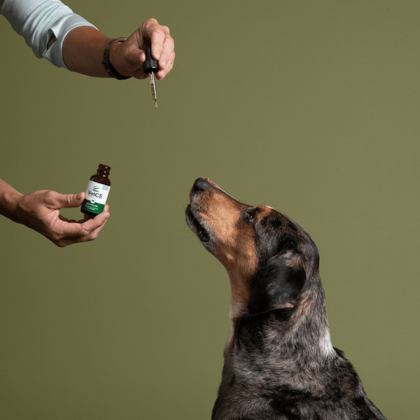 Brown and black dog with VetCS advanced calming formula tincture and a green background