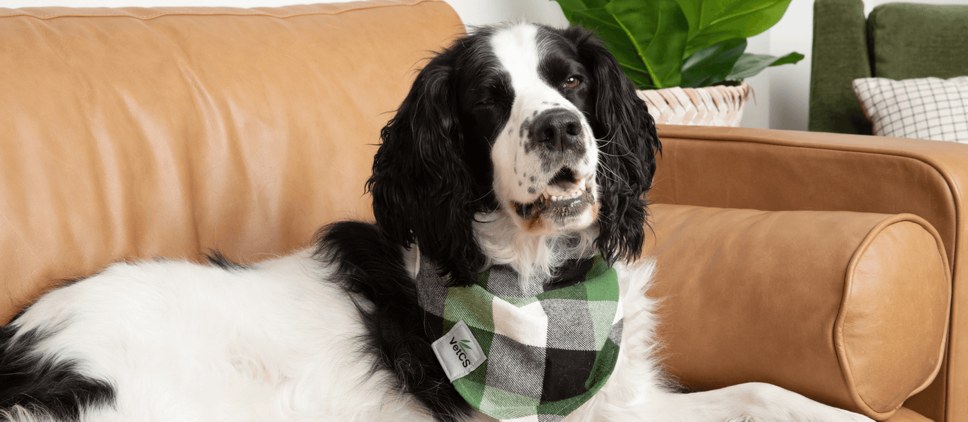 Black and white dog laying on couch in VetCS bandana around neck.
