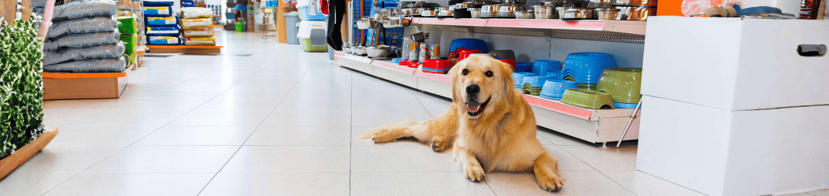 Golden retriever laying on ground of pet store