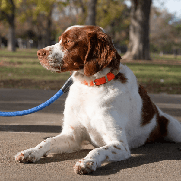 Dog laying down on pavement