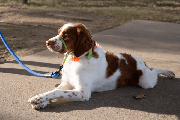 Dog laying down on pavement