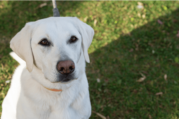 white lab looking at camera