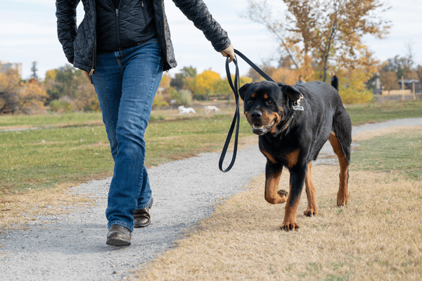 Dog walking with owner outside