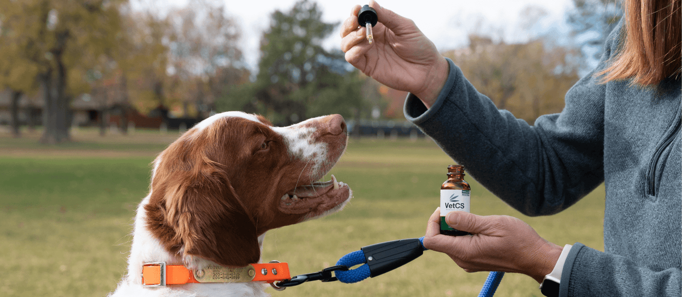 Brown and white dog with VetCS tincture with a park in the background