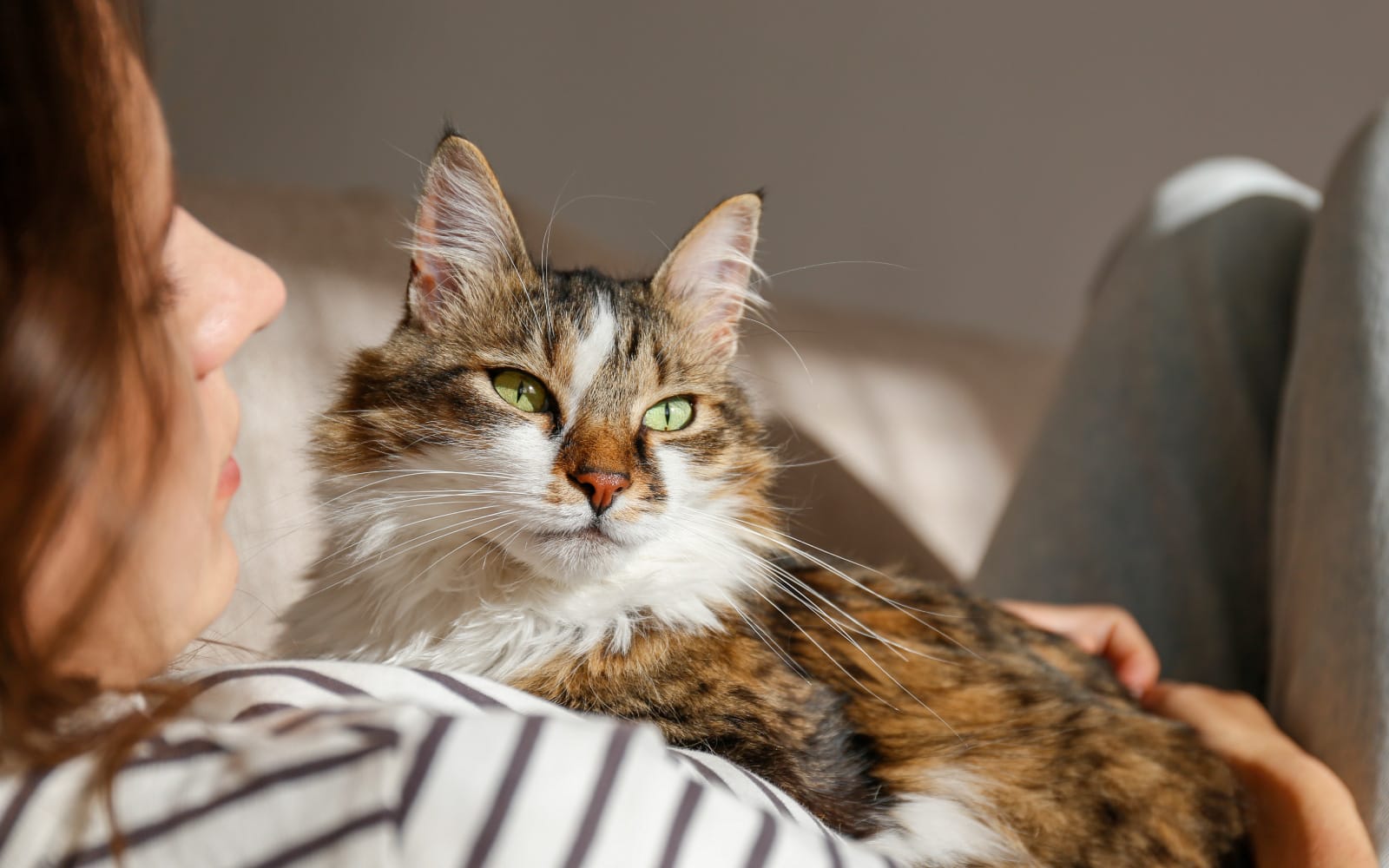 Person holding a cat close to their face, with a neutral background