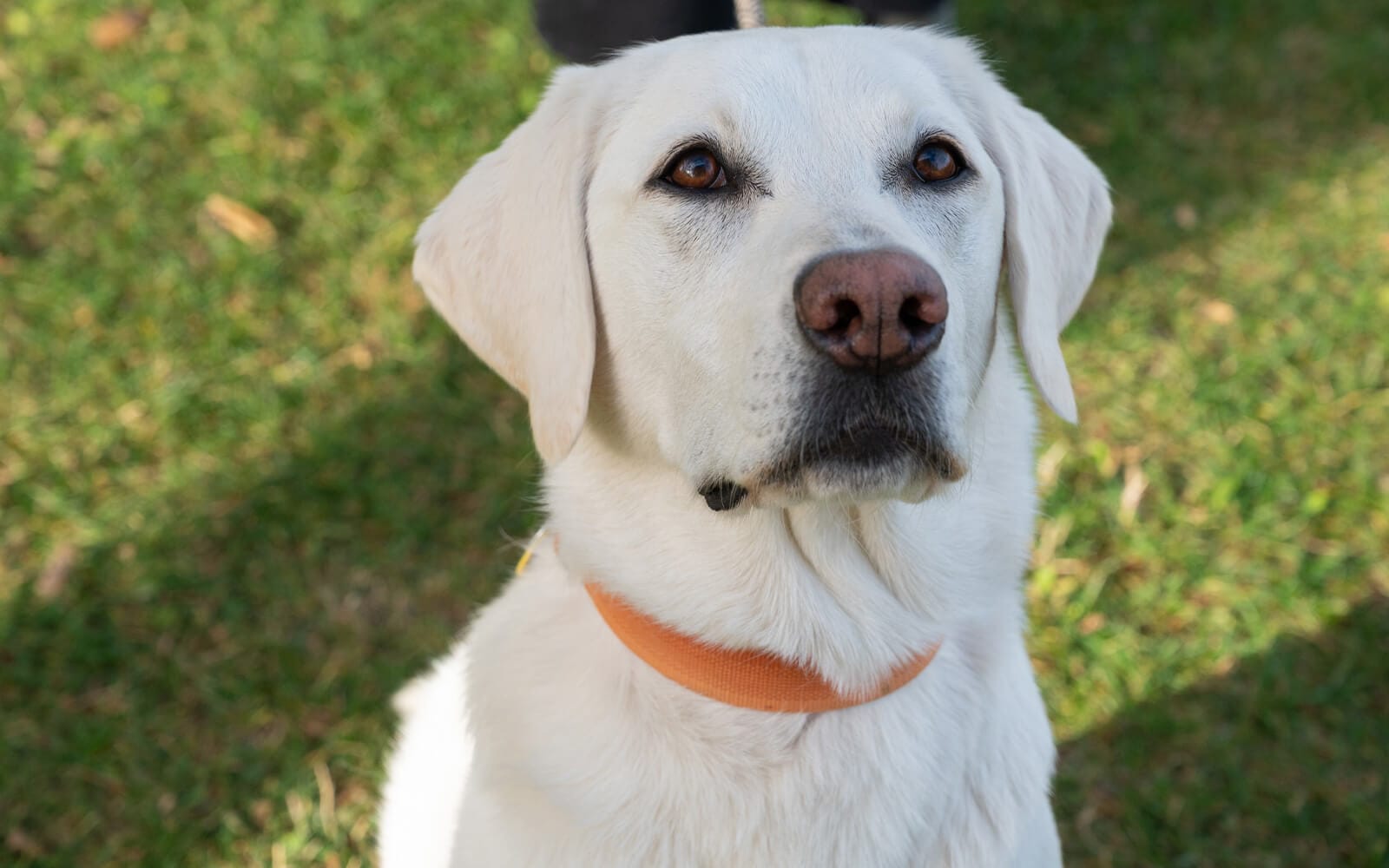 white lab sitting calmly in green grass  
