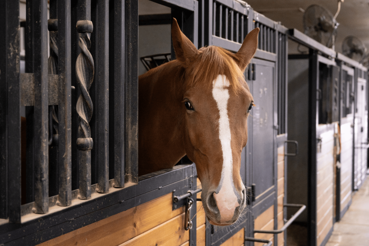 Brown horse sticking head out of stable