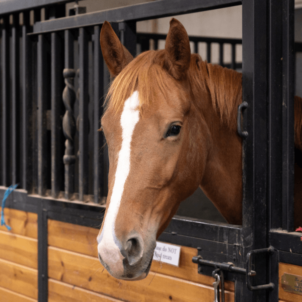 Brown horse with head out of stable