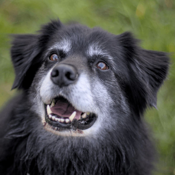 Senior dog with graying face