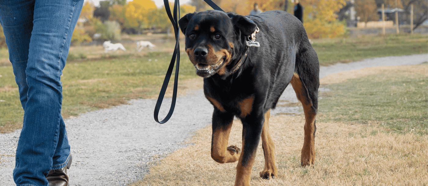 Rottweiler walking on leash in a park outside. 