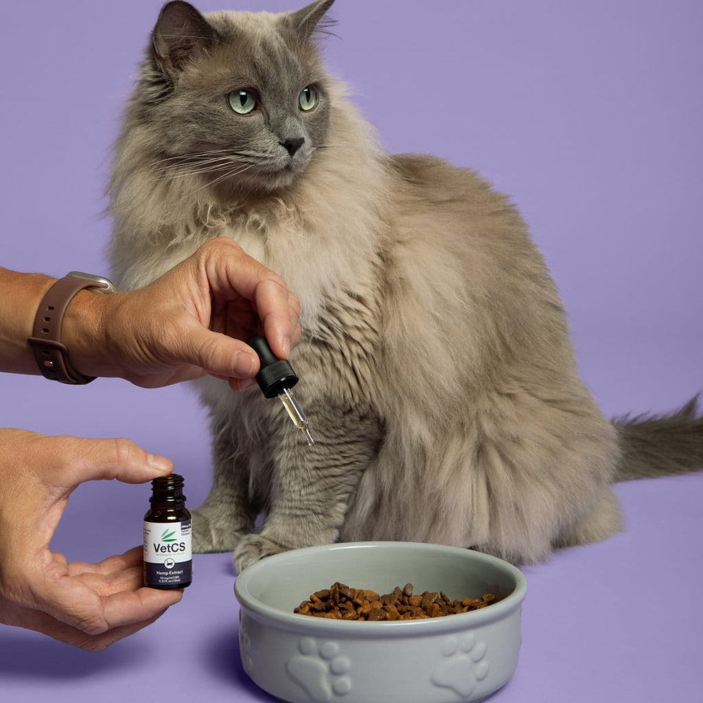 VetCS salmon flavored hemp extract tincture with bowl of cat food and gray cat