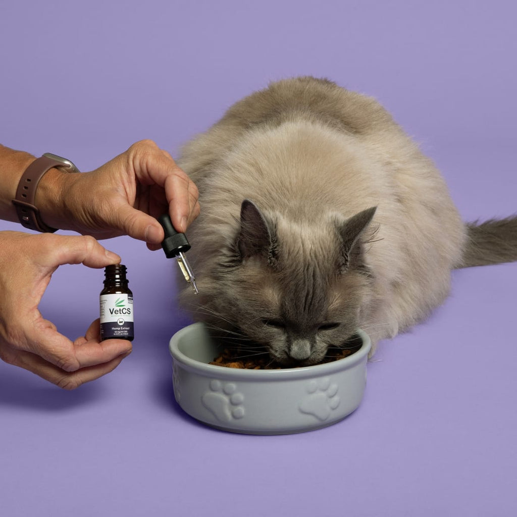 VetCS Salmon Flavored tincture with gray cat eating cat food and purple background