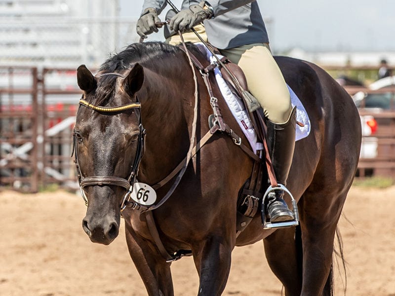 person riding a brown horse