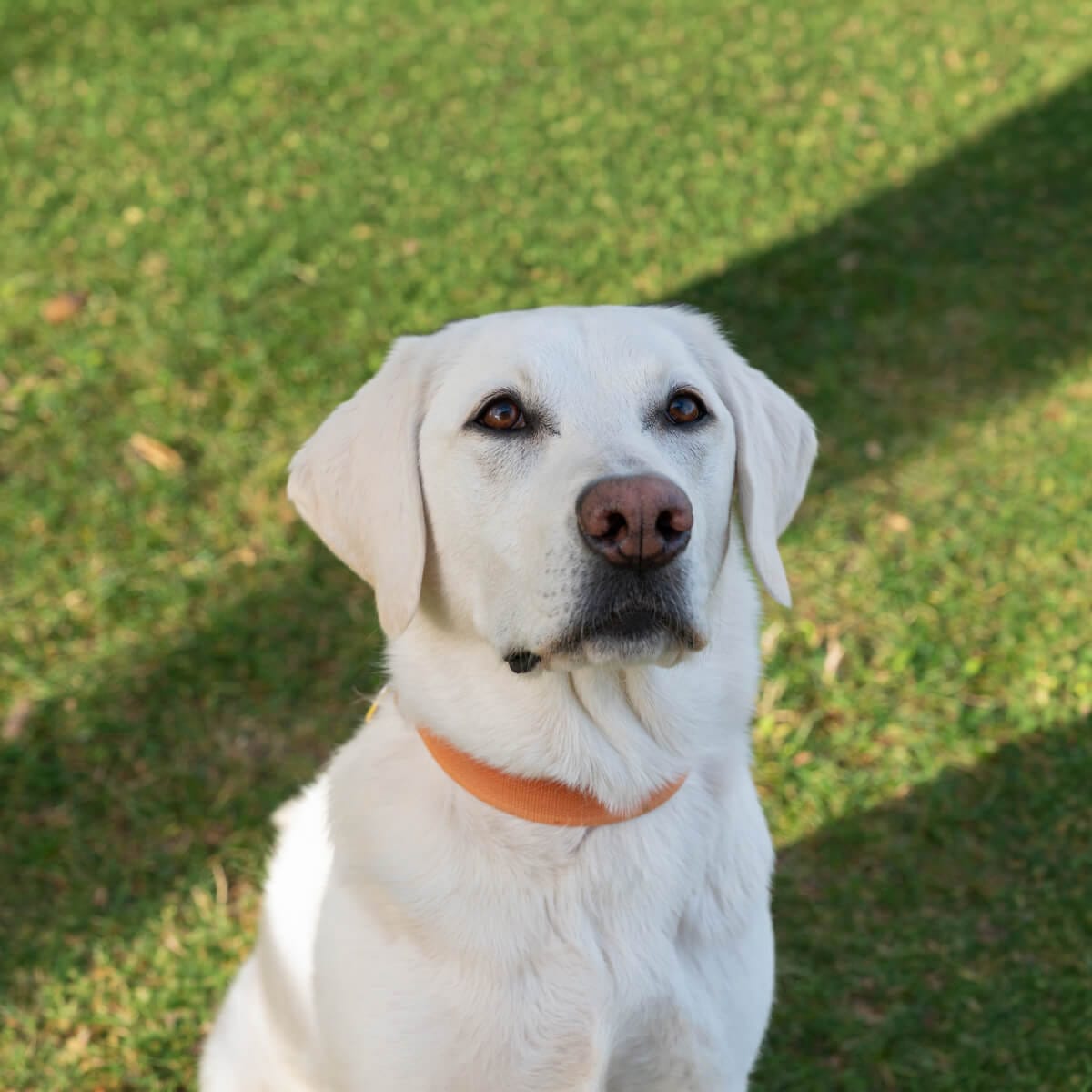 White senior dog with an orange collar sitting on grass