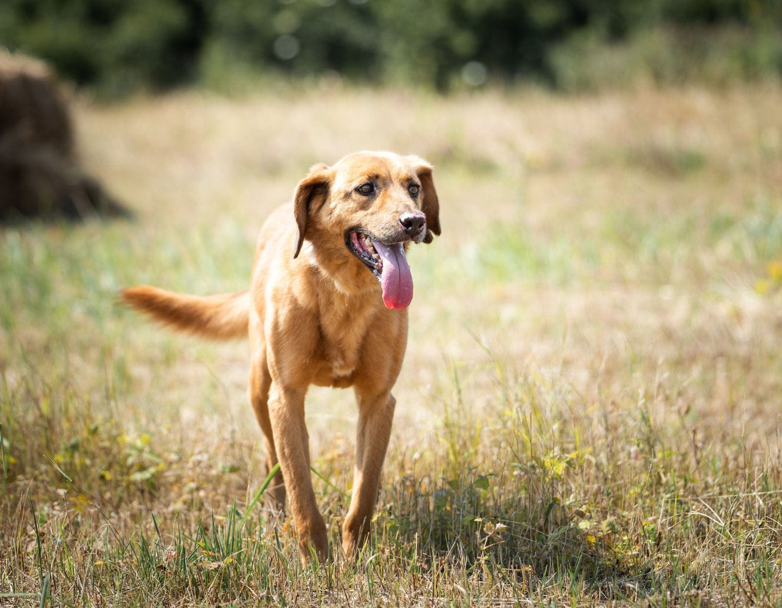 Dog running in a grassy field with a blurred background
